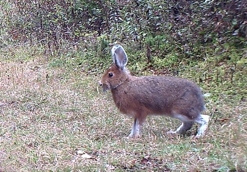 SnowshoeHare_100411_1747hrs.jpg - Snowshoe Hare (Lepus americanus)